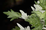 Common wormwood 